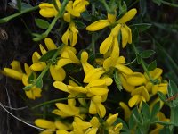 Genista subcapitata 3, Saxifraga-Harry Jans Genista subcapitata